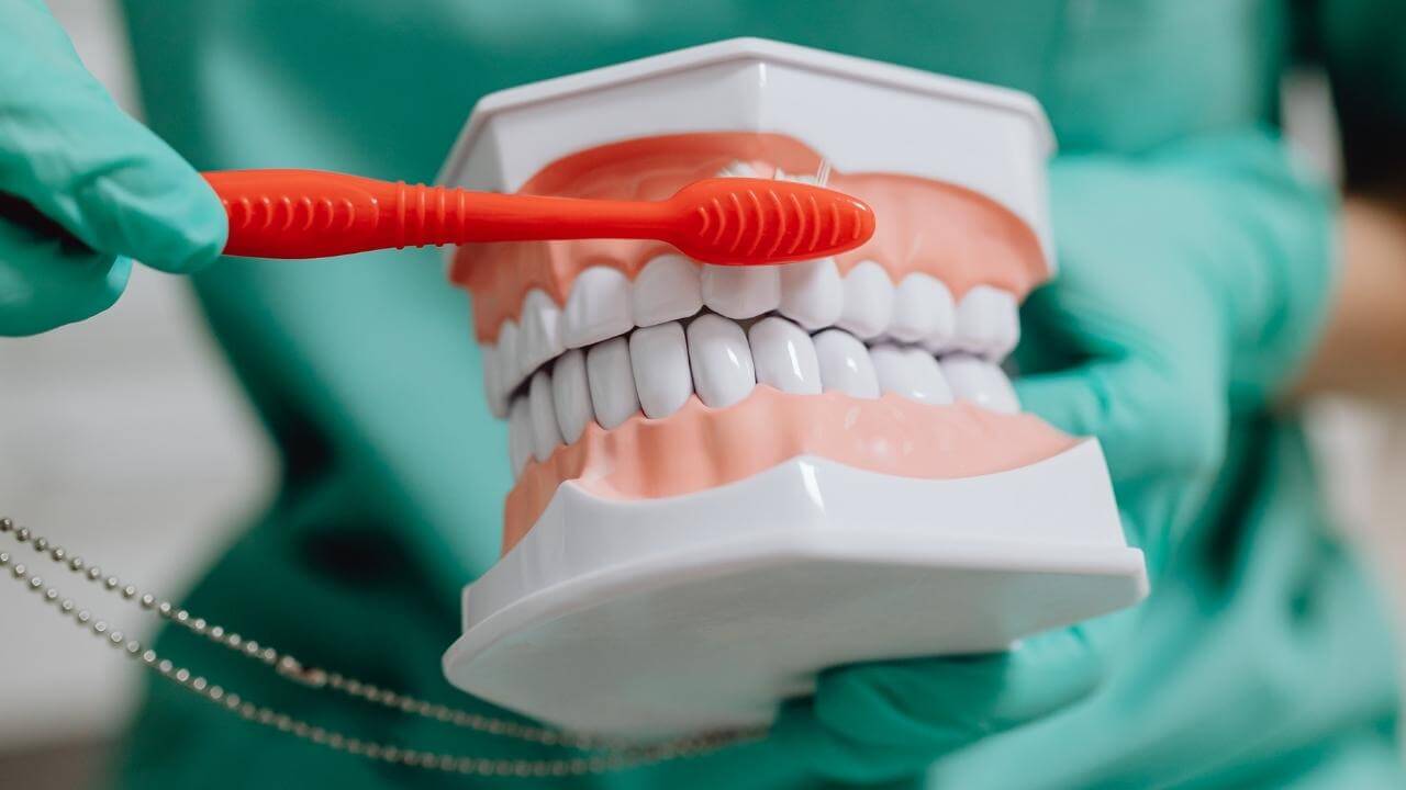דוקטור מדגים צחצוח שיניים למניעת טיפול שורש